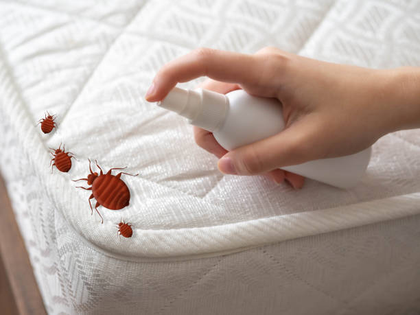 Best Bed Bug Extermination  in Hayden, AL