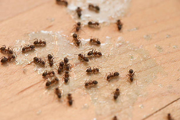 Best Flea Control Services  in Hayden, AL