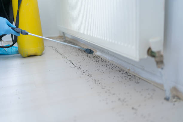 Reliable Hayden, AL Pest Control Solutions