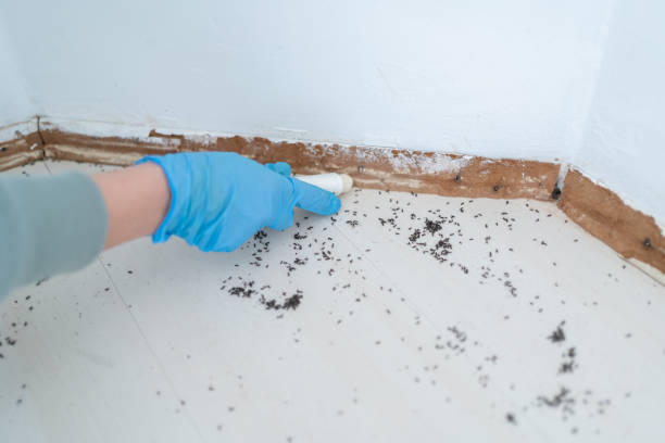 Best Residential Pest Control  in Hayden, AL